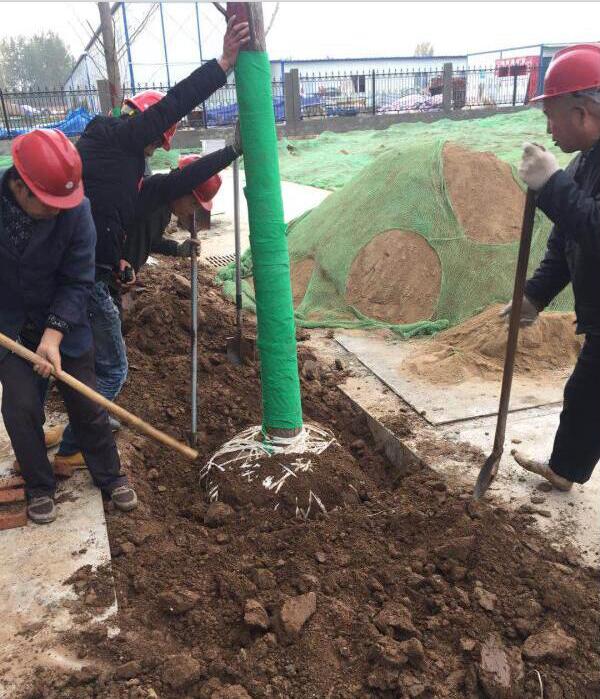 陜西綠宇園林公司“做實 創新”顯成效