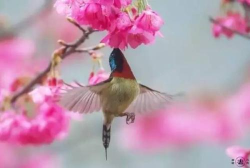 三月細(xì)雨四月開