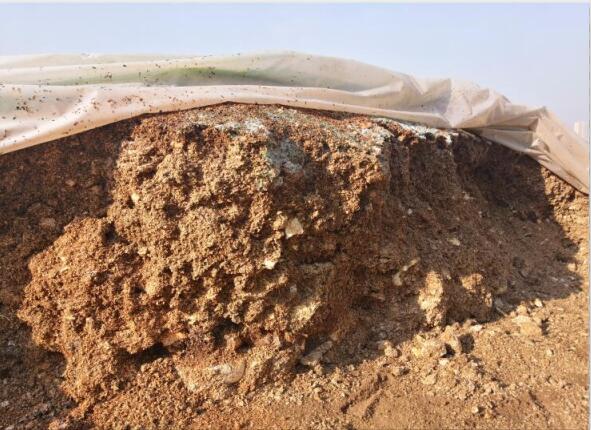 “廢料”變“肥料”，蘑菇包在土壤改良中的應用