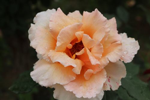 陜工網:國色天香