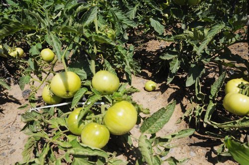 陜煤建設掘進公司：項目部“開心農場”豐收了