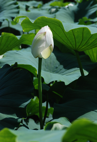看取荷花凈，應知不染塵