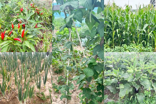 陜煤建設(shè)天工公司土建第七項(xiàng)目部:小小“菜園”,播種即是收獲