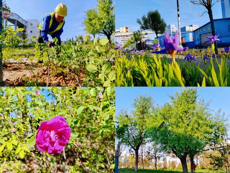 陜煤建設洗選煤運營公司紅柳林洗煤廠項目部： 夯實“綠”的底色    呵護“眼”的清靈
