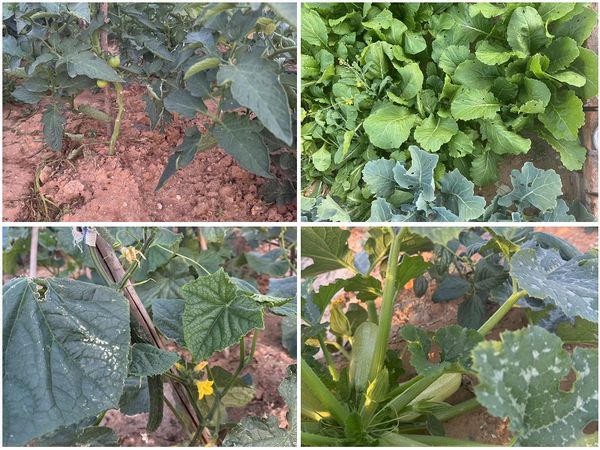 陜煤建設(shè)天工公司土建十七部黨支部：小小菜園，播種幸福感