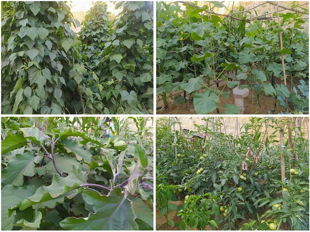 陜煤建設天工公司土建四部:雙手開辟幸福田 汗水澆灌暖心園