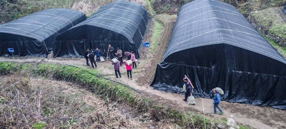 陜煤建設定點幫扶村：學哪吒永破萬難   羊肚菌產(chǎn)業(yè)從“菌”疑到豐收蝶變