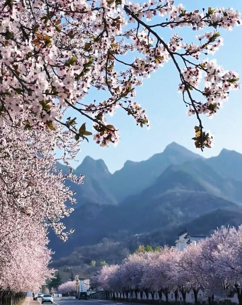 邂逅春櫻，期許四季