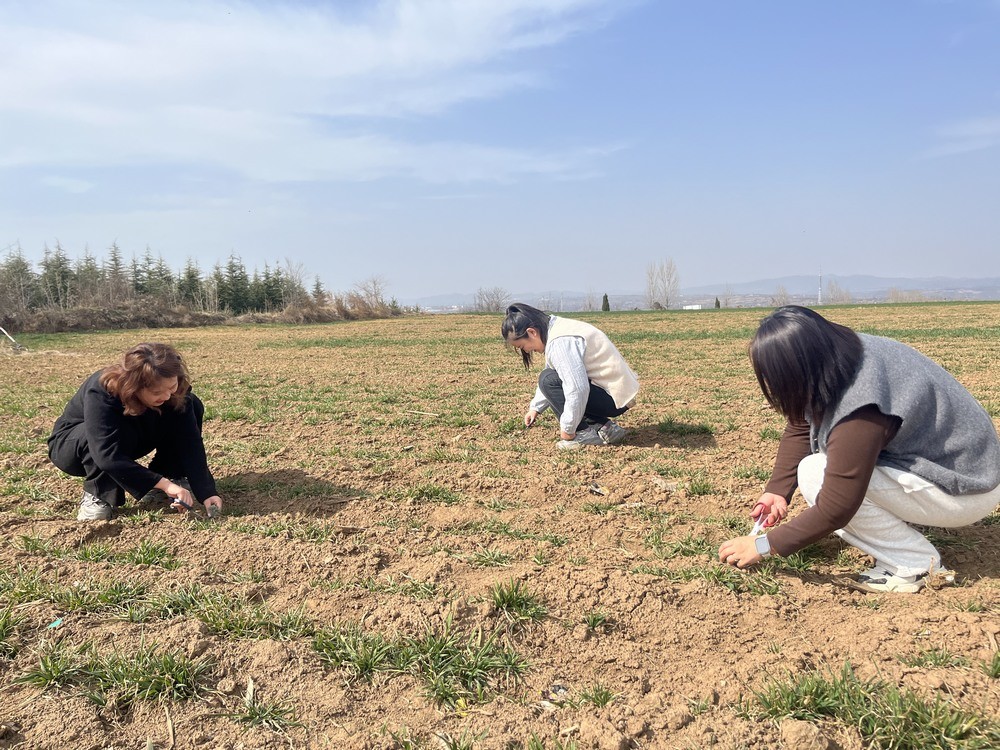 午日春光  野菜之約