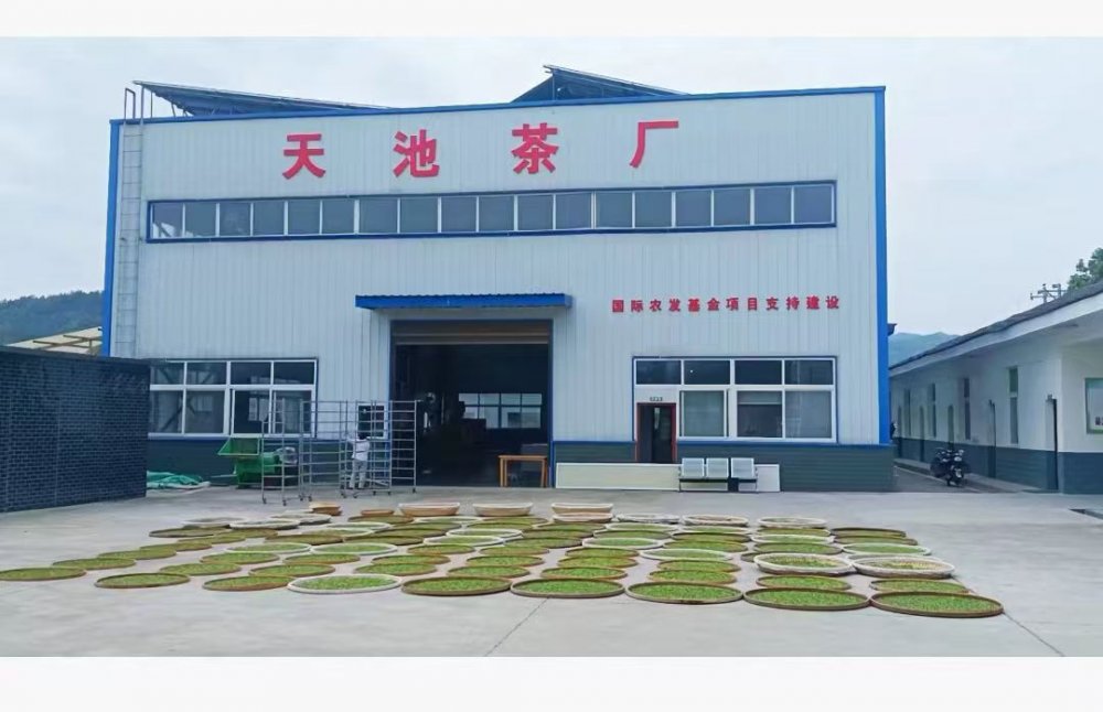 陜煤建設定點幫扶村:百畝茶園托起鄉村振興“綠引擎”