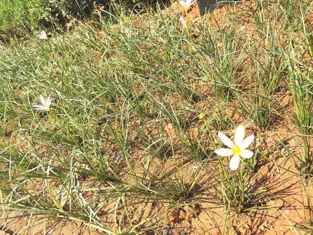 電廠花開時，奮斗自成章